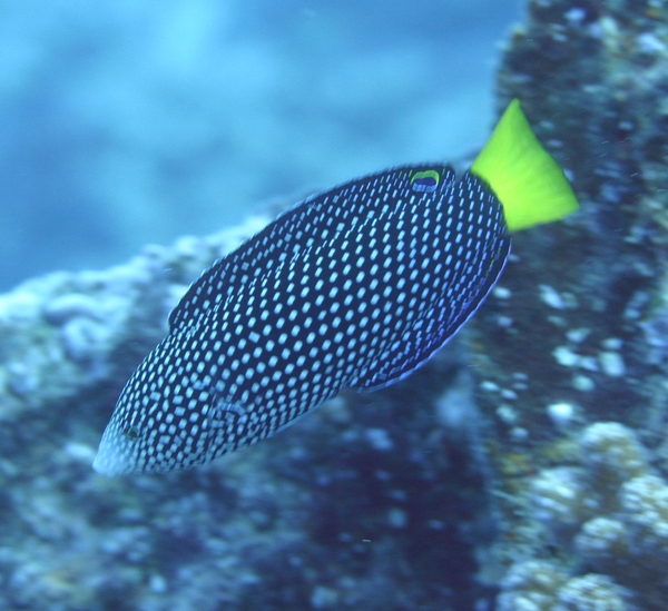 Wrasse - Yellowtail Wrasse