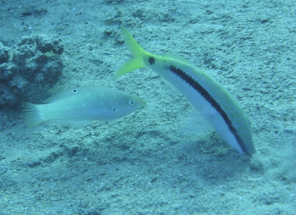 Wrasse - Dapple Coris