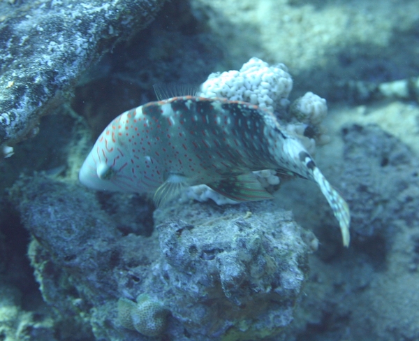 Wrasse - Abudjubbe Wrasse