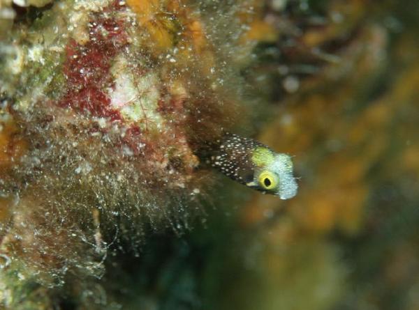 Blennies - Spinyhead Blenny