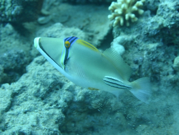 Triggerfish - Arabian Picasso Triggerfish