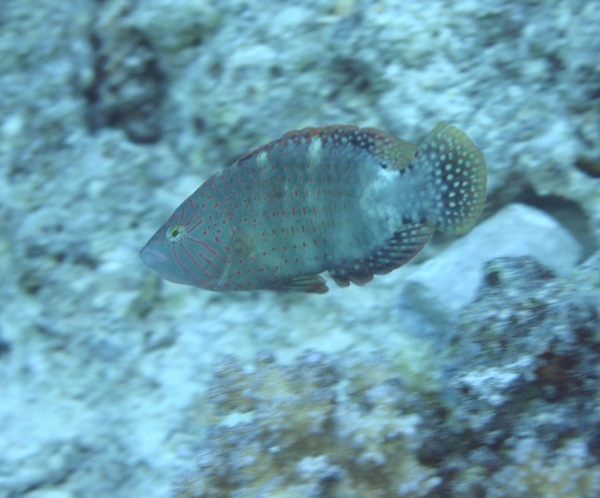 Wrasse - Abudjubbe Wrasse