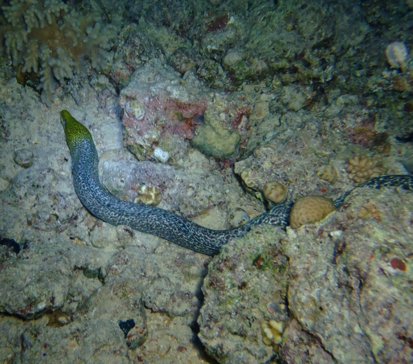 Moray - Undulate Moray