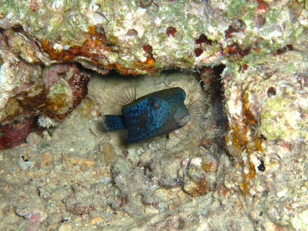 Trunkfish - Arabian Boxfish