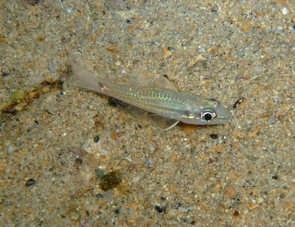 Cardinalfish - Spiny-head Cardinalfish