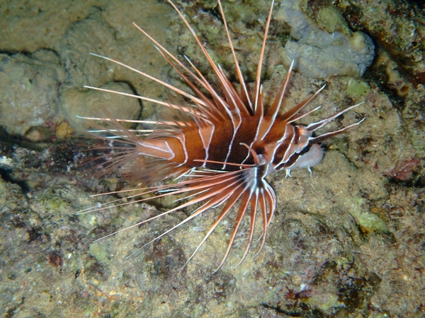 Lionfish - Clearfin Lionfish