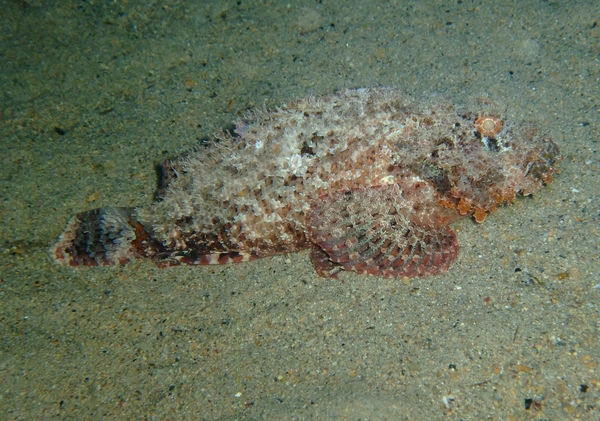 Scorpionfish - Tassled Scorpionfish