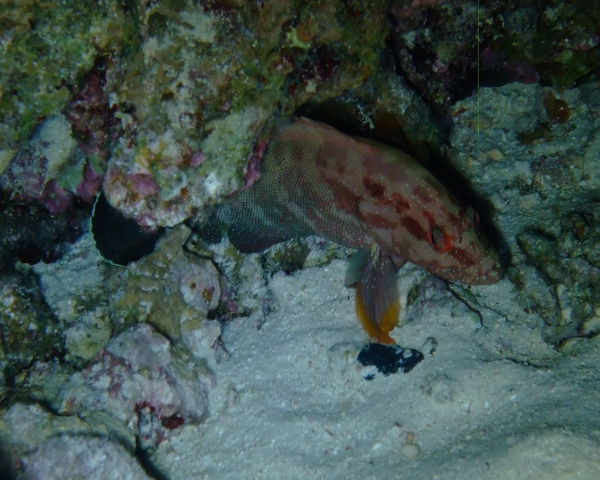 Groupers - Half-spotted Grouper