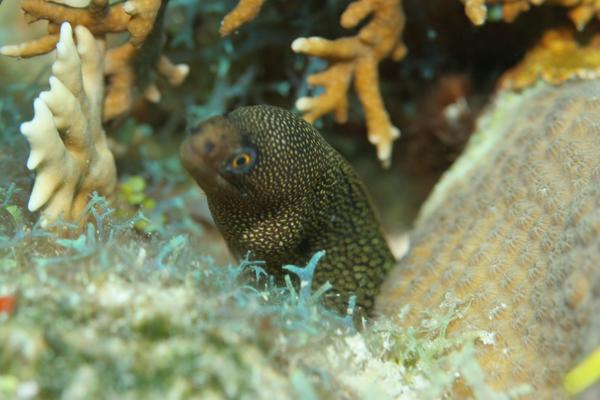 Moray - Goldentail Moray