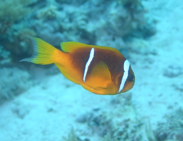 Damselfish - Red Sea Anemonefish Damselfish - Red Sea Anemonefish