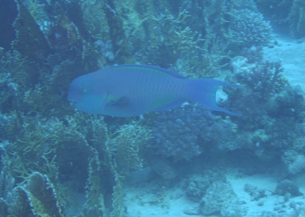 Parrotfish - Steepheaded Parrotfish Parrotfish - Steepheaded Parrotfish