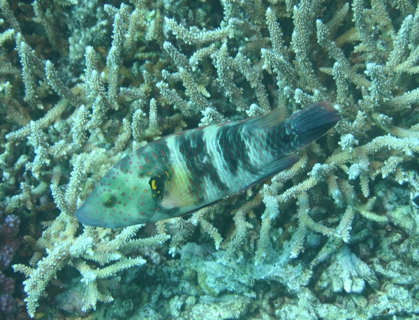 Broomtail Wrasse - Cheilinus lunulatus