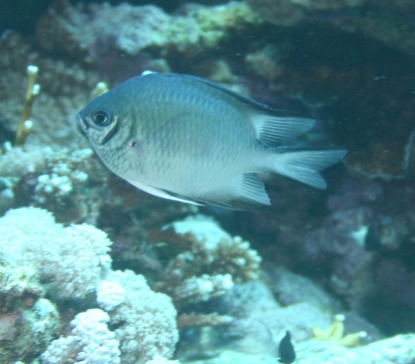 Damselfish - Whitebelly Damselfish