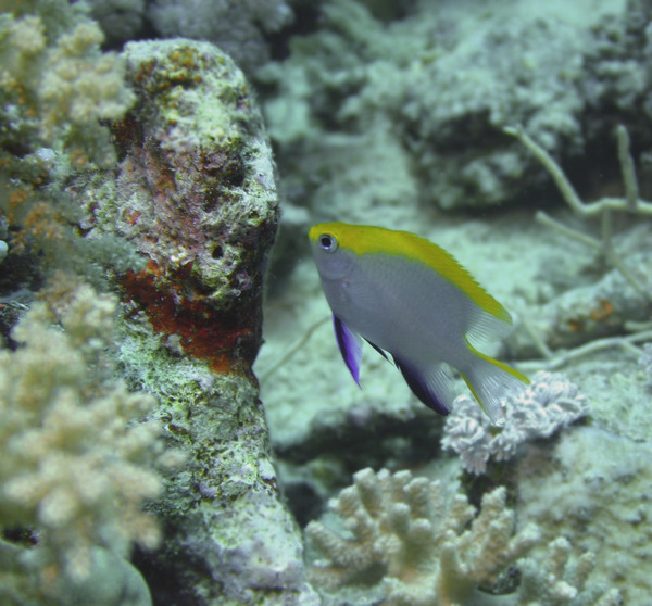 Damselfish - Black Damselfish