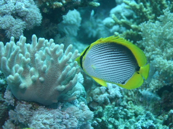 Butterflyfish - Black Backed Butterflyfish