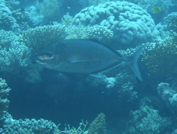 Jacks - Yellowspotted Trevally