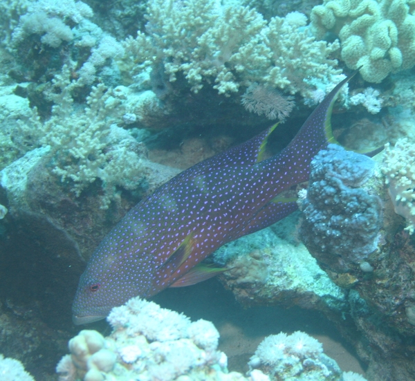 Groupers - Lunartail Grouper