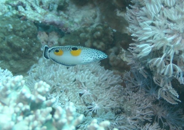 Wrasse - Clown Coris Wrasse