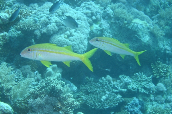 Goatfish - Yellowfin Goatfish