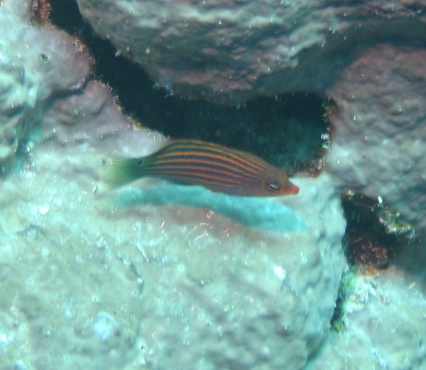 Wrasse - Sixline Wrasse