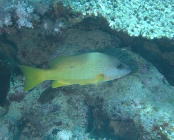 Snappers - Ehrenberg's Snapper