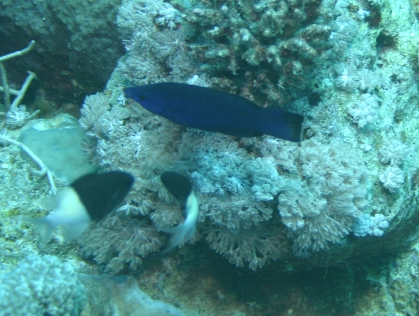 Wrasse - Arabian Cleaner Wrasse