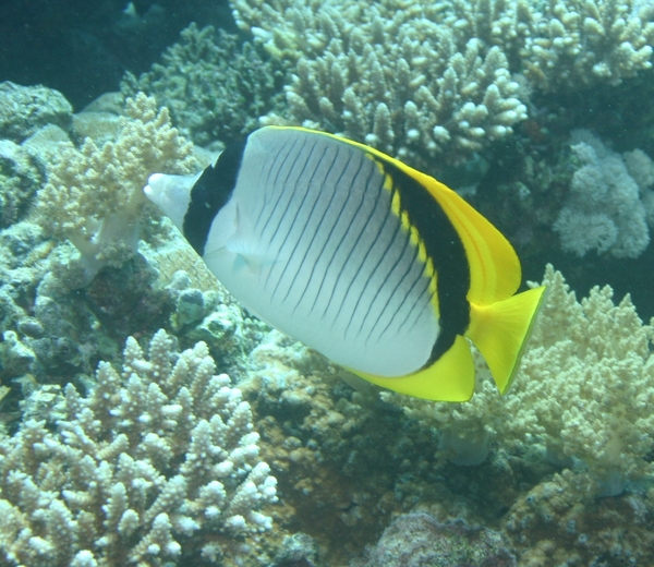 Butterflyfish - Lined Butterflyfish