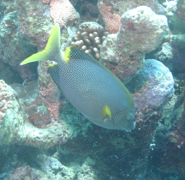 Rabbitfish - Stellate Rabbitfish