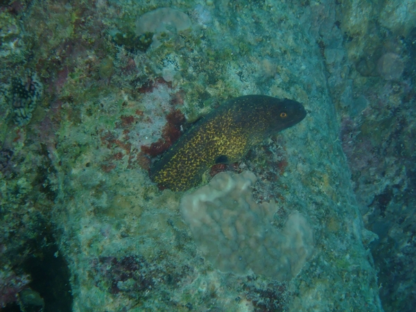 Moray - Yellow-edged Moray