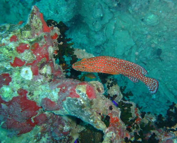 Groupers - Coral Grouper