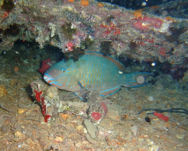 Parrotfish - Bluebarred Parrotfish