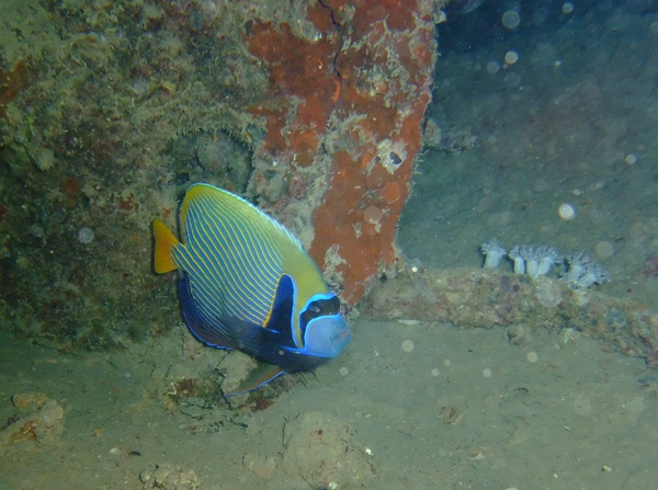 Angelfish - Emperor Angelfish