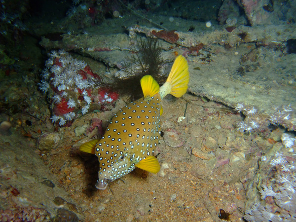 Trunkfish - Yellow Boxfish