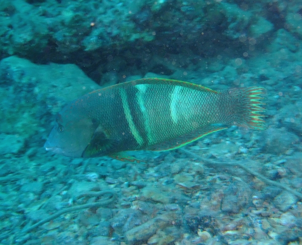 Clown Coris Wrasse - Coris aygula