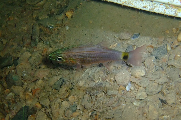 Cardinalfish - Arabian Cardinalfish