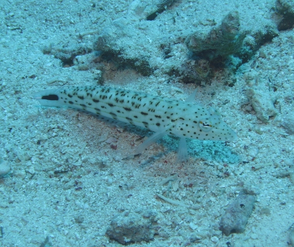 Sandperches - Speckled Sandperch