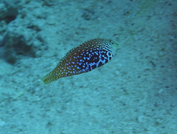 Wrasse - Vermiculate Wrasse