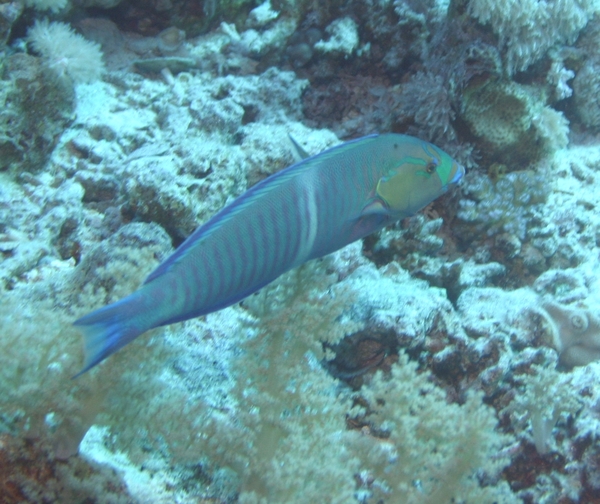 Ring Wrasse - Hologymnosus annulatus