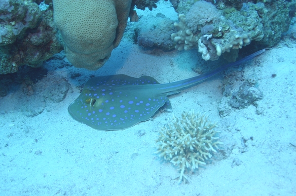 Stingrays - Blue Spotted Stingray