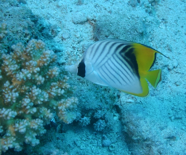 Butterflyfish - Threadfin Butterflyfish