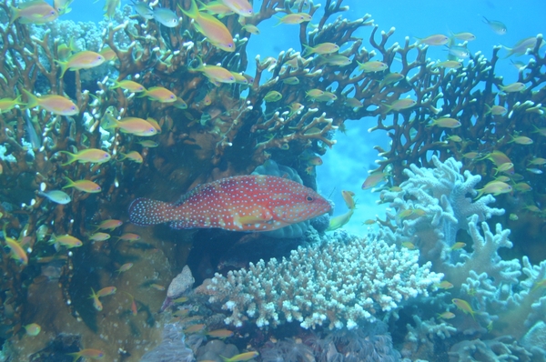 Groupers - Coral Grouper