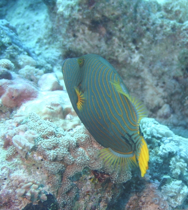 Triggerfish - Orange-striped Triggerfish