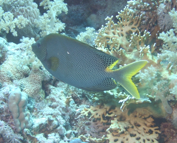 Rabbitfish - Stellate Rabbitfish