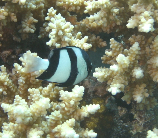 Damselfish - Banded Damselfish