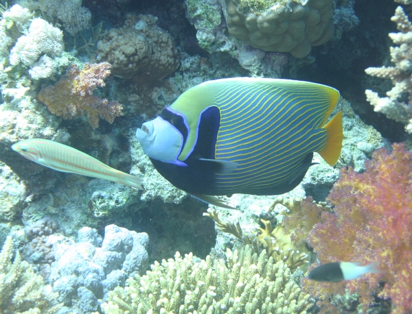 Angelfish - Emperor Angelfish