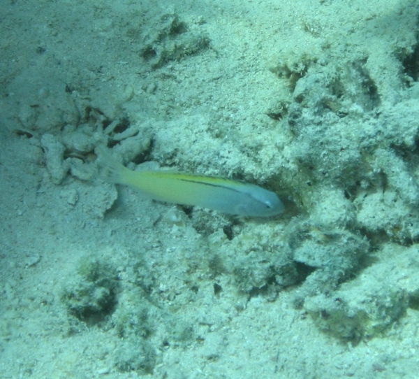 Blennies - Blackline Fangblenny