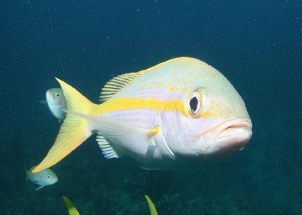 Snappers - Yellowtail Snapper