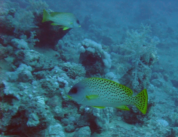 Grunts - Blackspotted Sweetlips