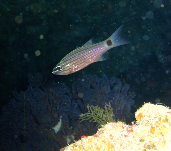 Cardinalfish - Arabian Cardinalfish
