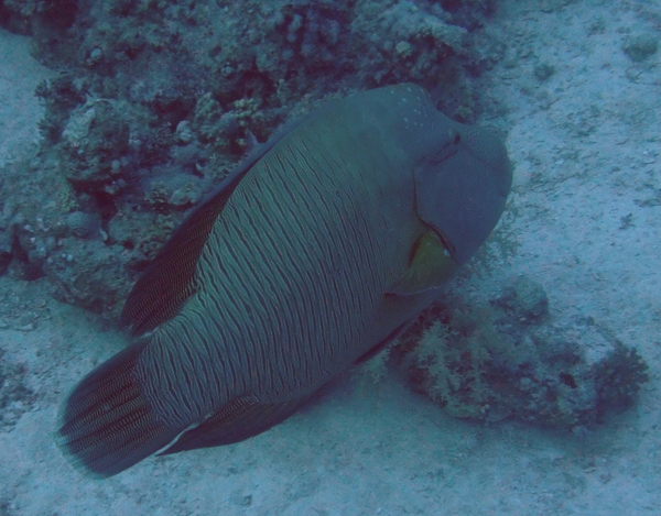 Wrasse - Humphead Wrasse